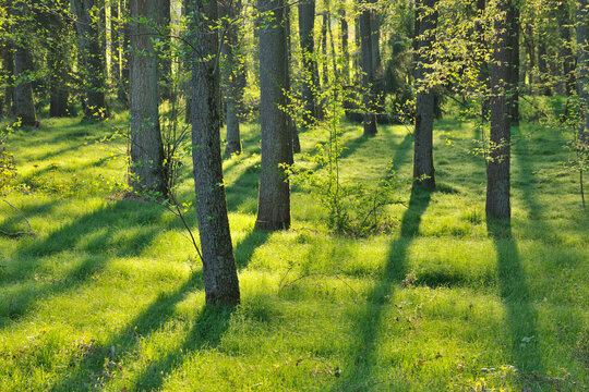 Forest, Baden-Wurttemberg, Germany