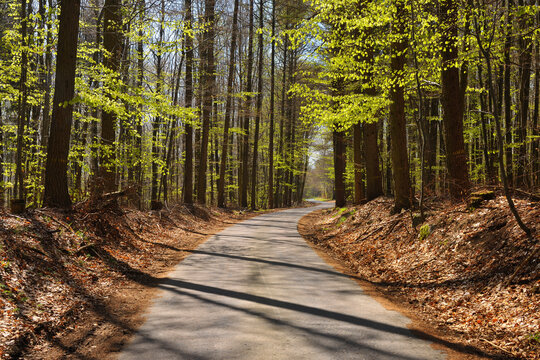 Forest Road, Heppenheim, Bergstrasse District, Hesse, Germany