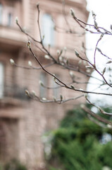 A magnolia bush with buds preparing to bloom against the residential old house