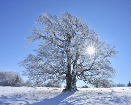 Snow Covered Beech Tree with Sun, Heidelstein, Rhon Mountains, Bavaria, Germany