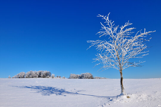 Snow Covered Maple Tree in Winter, Wustensachsen, Rhon Mountains, Hesse, Germany