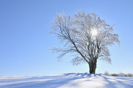 Snow Covered Beech Tree with Sun, Wustensachsen, Rhon Mountains, Hesse, Germany