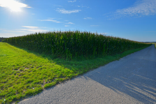 Cornfield, Arnstein, Main-Spessart, Franconia, Bavaria, Germany