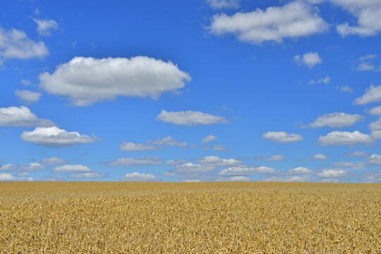 Wheat Field, Arnstein, Main-Spessart, Franconia, Bavaria, Germany