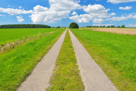 Path through Fields in the Summer, Toenning, Kating, Schleswig-Holstein, Germany