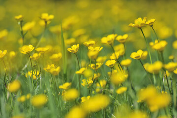 Close-up of Buttercups in Meadow in Spring, Aschaffenburg, Bavaria, Germany