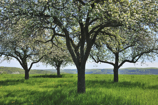 Blooming Apple Trees in Spring, Monchberg, Spessart, Bavaria, Germany