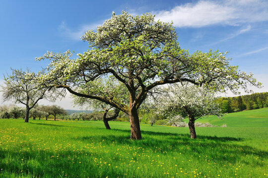 Blooming Apple Trees in Spring, Moenchberg, Spessart, Bavaria, Germany
