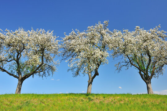 Blossoming Apple Trees in Spring, Monchberg, Spessart, Bavaria, Germany