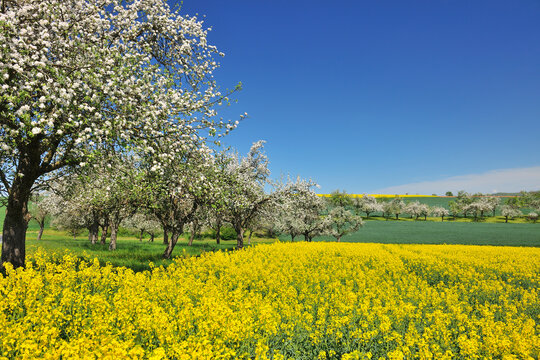 Countryside with Canola Field and Apple Trees in Spring, Monchberg, Spessart, Bavaria, Germany