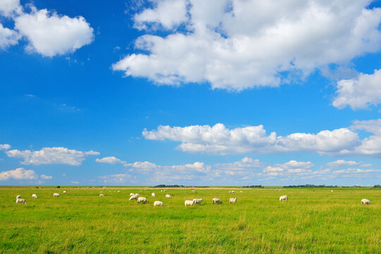 Sheep in Meadow in Summer, Toenning, Eiderstedt Peninsula, Schleswig-Holstein, Germany
