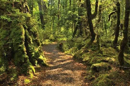 Path through Rainforest, Lake Gunn Nature Walk, Fiordland National Park, Southland, South Island, New Zealand