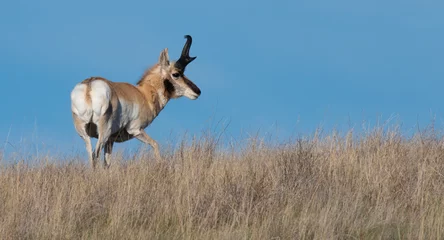 Fotobehang Pronghorn antelope © Glenn G. Mack