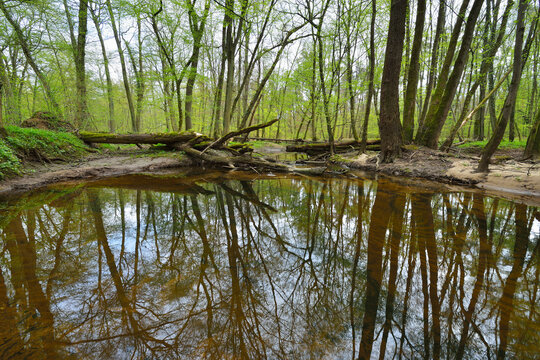 Pond in Riparian Forest, Spring, Bulau, Erlensee, Hanau, Hesse, Germany