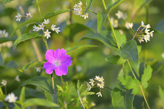 Boody Cranesbill, Geranium sanguineum, Werbach, Baden-Wurttemberg, Germany