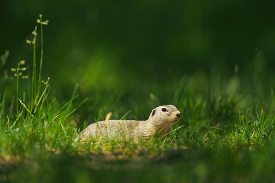 European Ground Squirrel (Spermophilus citellus) in Meadow, Apetlon, Lake Neusiedl, Burgenland, Austria