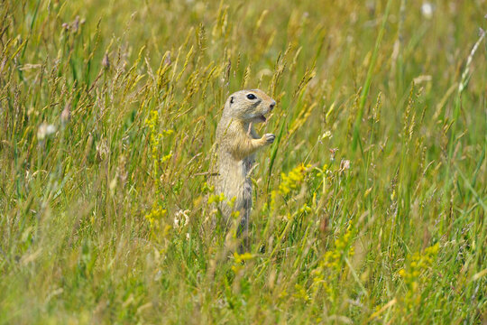 European Ground Squirrel (Spermophilus citellus) in Meadow, Apetlon, Lake Neusiedl, Burgenland, Austria