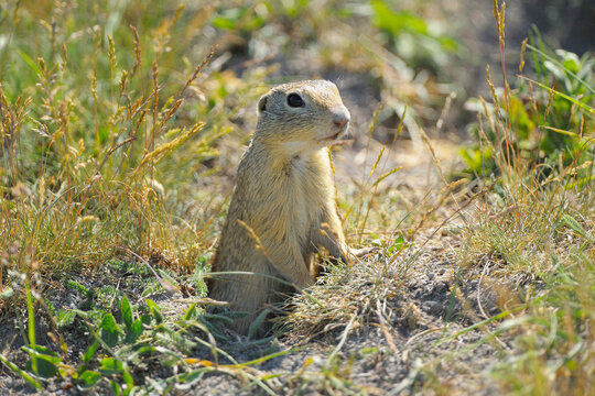European Ground Squirrel (Spermophilus citellus) in Meadow, Apetlon, Lake Neusiedl, Burgenland, Austria
