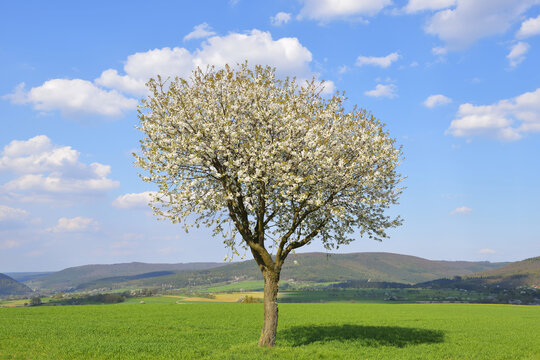 Blossoming Cherry Tree in Spring, Miltenberg, Spessart, Franconia, Bavaria, Germany