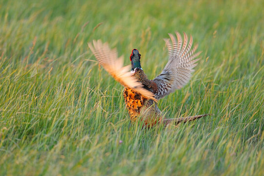 Male Ring-necked Pheasant (Phasianus colchicus) in Meadow, Tadten, Hansag, Burgenland, Austria - Powered by Adobe