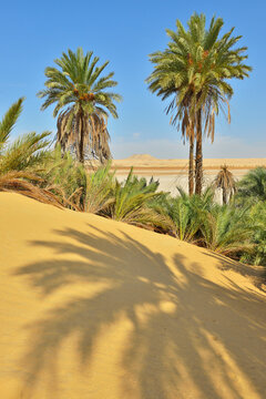 Date Palms in Desert, Matruh Governorate, Libyan Desert, Sahara Desert, Egypt, Africa