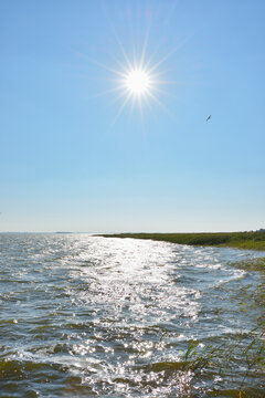 Shoreline with Reeds and Sun, Born auf dem Darss, Barther Bodden, Fischland-Darss-Zingst, Mecklenburg-Vorpommern, Germany