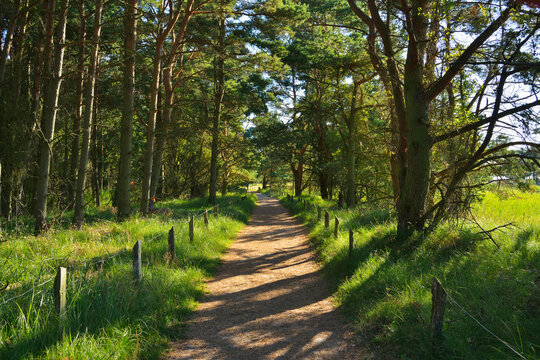 Forest Path in Summer, Darsser Ort, Prerow, Darss, Fischland-Darss-Zingst, Baltic Sea, Western Pomerania, Germany