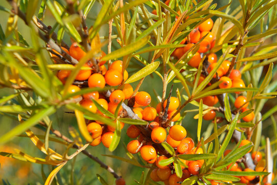 Close-up of common sea-buckthorn, Hippophae rhamnoides, with ripe Fruits in Summer, Dornbusch, Baltic Island of Hiddensee, Baltic Sea, Western Pomerania, Germany