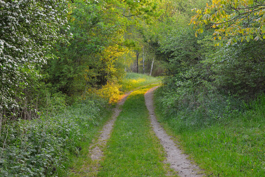 Path in the Morning, Spring, Mondfeld, Mainfranken, Franconia, Baden Wurttemberg, Germany