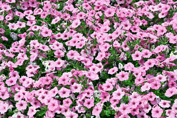 Pink Petunias