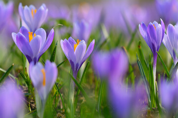 Close-up of crocus in spring, Husum, Schlosspark, Schleswig-Holstein, Germany