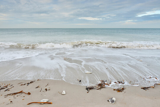 Seaweed and shells on sandy beach with surf at low tide, Helgoland, Germany