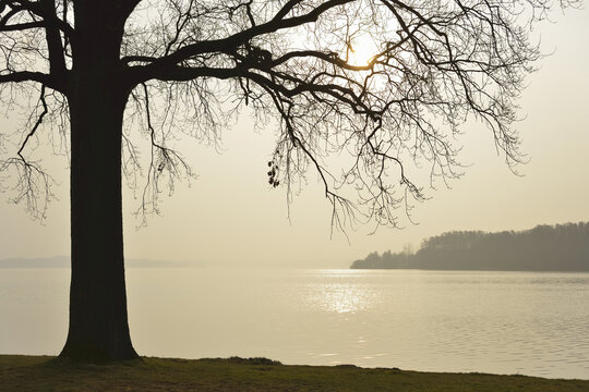 Tree at lakefront in Morning, Lake Schwerin, Schweriner Innensee, Schwerin, Western Pomerania, Mecklenburg-Vorpommern, Germany