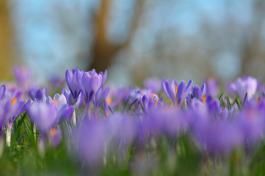 Close-up of crocus in spring, Husum, Schlosspark, Schleswig-Holstein, Germany