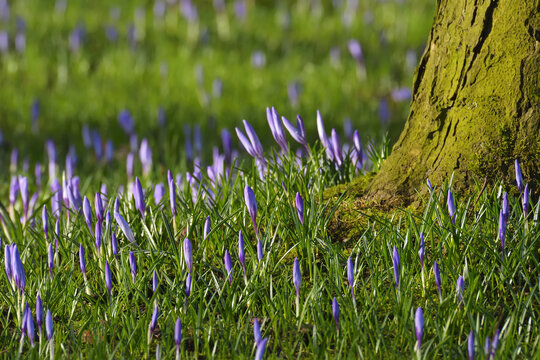 Close-up of tree trunk with crocus in spring, Husum, Schlosspark, Schleswig-Holstein, Germany