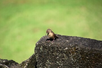 ave - corruíra - troglodytes musculus