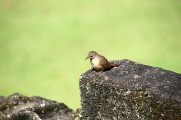 ave - corruíra - troglodytes musculus