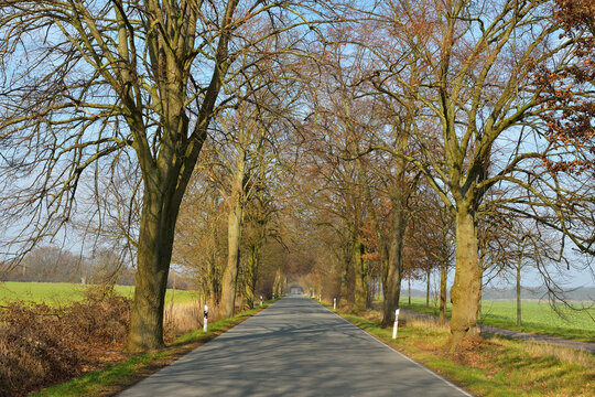 Road in Early Spring, Schaalsee, Western Pomerania, Germany