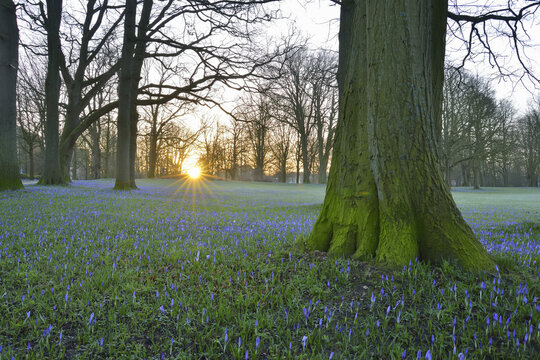 Crocus at Sunrise in Spring, Husum Schlosspark, Schleswig-Holstein, Germany