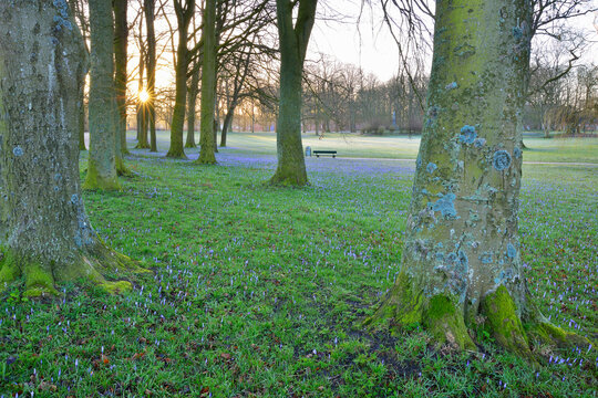 Crocus in the Park at Sunrise, Spring, Husum Schlosspark, Schleswig-Holstein, Germany