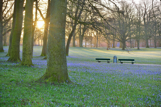 Crocus at Sunrise in Spring, Husum Schlosspark, Schleswig-Holstein, Germany