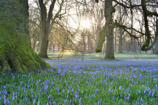 Crocus at Sunrise in Spring, Husum Schlosspark, Schleswig-Holstein, Germany