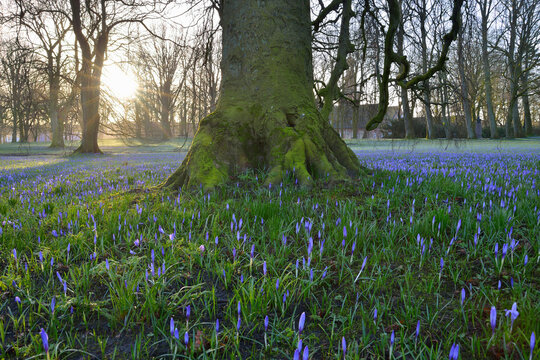 Crocus at Sunrise in Spring, Husum Schlosspark, Schleswig-Holstein, Germany