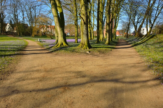 Forked Path in Spring, Husum Schlosspark, Schleswig-Holstein, Germany