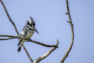 kingfisher on branch
