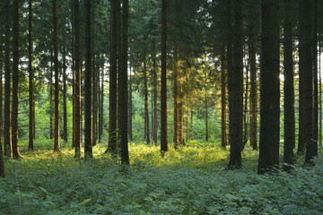 Forest in Morning, Glashofen, Odenwald, Baden-Wurttemberg, Germany