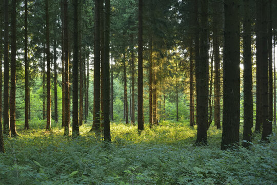 Forest in Morning, Glashofen, Odenwald, Baden-Wurttemberg, Germany