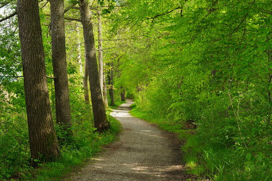 Lakeside Path in Spring, Seeshaupt, Starnberger See, Upper Bavaria, Bavaria, Germany