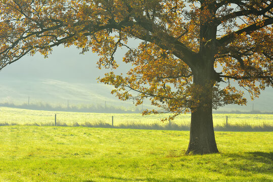 Oak Tree in Autumn, Vogelsbergkreis, Hesse, Germany