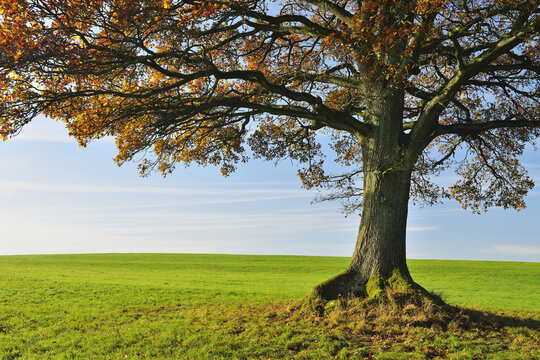 Oak Tree in Autumn, Vogelsbergkreis, Hesse, Germany